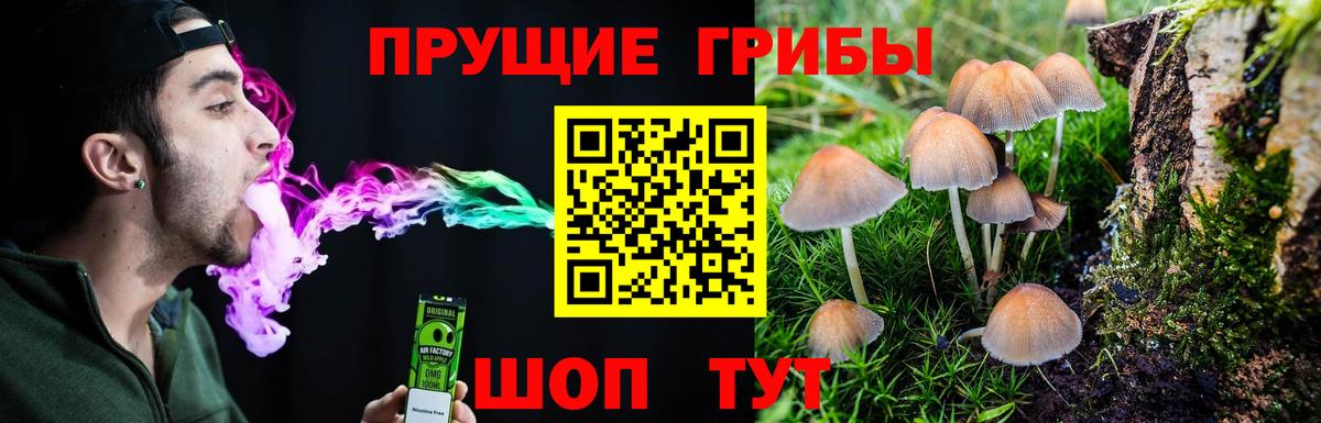 Галлюциногенные грибы Psilocybe Петропавловск-Камчатский